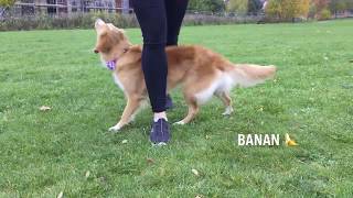 Moxie 2 years old and many tricks Nova Scotia Duck Tolling Retriever [upl. by Scever530]