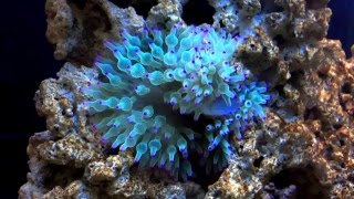 Green Bubble Tip Anemone Feeding [upl. by Winterbottom849]