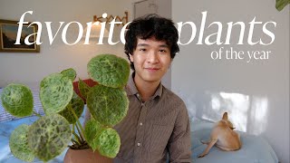 My Favorite Houseplants  unique plants [upl. by Windham454]