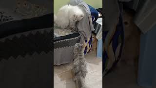 Rio sub se pungay lata h🐈😸catshorts cuteecats catlover cutespets catvideos [upl. by Ellga]