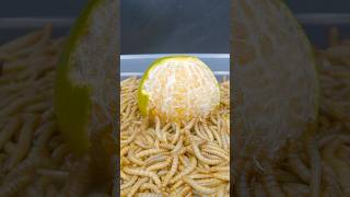 The worm that ate the sour tangerine made my mouth water asmr timelapse satisfying wormlapse [upl. by Ilam540]