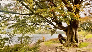 Autumn Leaves  Grasmere Lake [upl. by Assirim35]