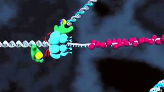 Motors Switches and Contacts in the Replisome Supplemental Video 1 [upl. by Alphonsine]