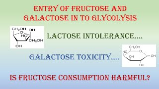 Entry of Fructose and Galactose into Glycolysis [upl. by Ymma]