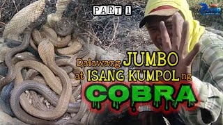 Dalawang JUMBO at Isang KUMPOL ng COBRA huli kay zuma  zuma haring ahas  PART 1 [upl. by Harbird]