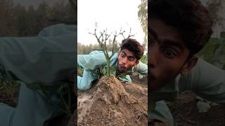 Magical Water💦for Plant growth😂 part11millonveiws viralvideo treeshorts faisalcreationshorts [upl. by Oates]