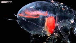 Deep Sea Creatures  Natures Microworlds  Episode 11 Preview  BBC [upl. by Attezi]