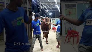 Hefty bull showdown fyp reels shorts viral viralvideo [upl. by Selrac147]