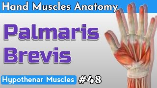 Palmaris Brevis Hypothenar Muscle Hand Muscles AnatomyPart 48 In Hindi [upl. by Lorette]