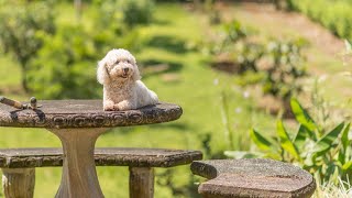 How to Maximize the Lifespan of Your Bichon Frise [upl. by Marthe]