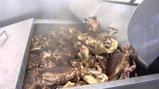 Crab processing  precooking process [upl. by Sirovart]