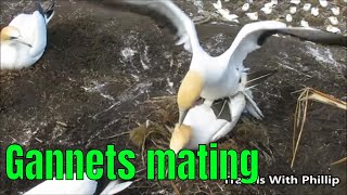 Two Gannets mating and building a nest Auckland New Zealand [upl. by Ardnod]