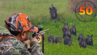 TOP 50 WILD BOAR SHOTS MOST EXCITING HUNTING SCENES hunting hog [upl. by Pine]