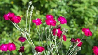 Variedades de lychnis en el jardín  Decogarden  Jardinatis [upl. by Notserc]