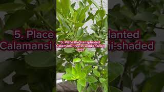 Secret to a successful calamansi propagation gardening [upl. by Eads]