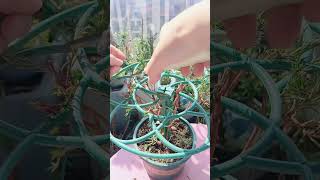 Pruning portulaca flower shortvideo gardening portulaca portulacaflower bonsai [upl. by Feldman248]