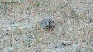 Crested lark Galerida cristata Feeds on the ground [upl. by Plunkett236]