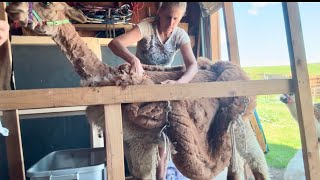 Hand Shearing 162 Pounds Of Fiber Off 24 Alpacas In 2 12 Days 2024 [upl. by Nikaniki]