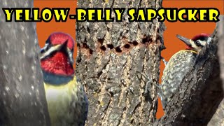 Why Does the Yellowbellied Sapsucker Drill These Holes [upl. by Manvel]