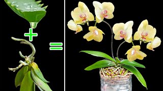 The method of reviving orchids using aloe vera is 100 successful [upl. by Edita]