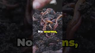 Amazing Worms Earth’s Underrated Garden Helpers [upl. by Bergeman]