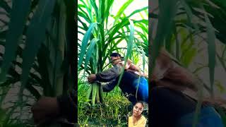 Ganne ki kheti sugarcane agriculture amazing satisfying farming fruit buddhafruit automob [upl. by Aneehs827]