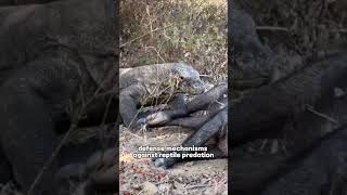 Komodo Dragon  Natures Astonishing and Terrifying Creature animals komodoindonesia [upl. by Dituri728]