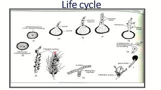 ustilago structure and reproduction Bsc part 1 paper 2 [upl. by Seldan928]