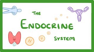 GCSE Biology  Endocrine System amp Hormones 59 [upl. by Rola]