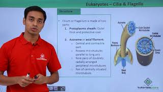 Class 11th  Eukaryotes  Cilia and Flagella  Cell The unit of Life  Tutorials Point [upl. by Sitnalta162]