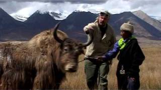 Madventures II  Tibet  Yak bloopers [upl. by Takeo]