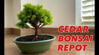 Cedar Bonsai Repot [upl. by Giustino]