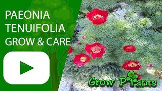 Paeonia tenuifolia [upl. by Noillid]