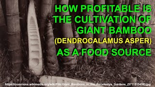 How Profitable is the Cultivation of Giant Bamboo Dendrocalamus Asper as a Food Source [upl. by Refotsirhc]