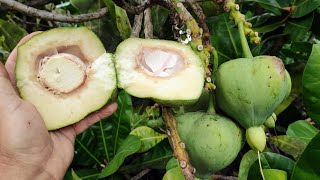 Fish Poison Tree Barringtonia asiatica  do not eat the big nuts [upl. by Elocn56]