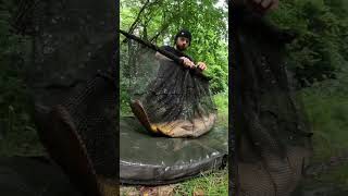 The process of catching a beautiful Yateley mirror carp carplife carp carpfishinguk [upl. by Boykins]