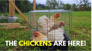 Introducing our New Wyandotte Chickens A Fresh Addition to our Farm [upl. by Cyler]