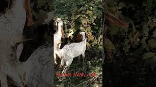 Bakra aur bakri makhichenigoats madrsamandi villagegoat goatfarmingbusiness [upl. by Claiborne282]