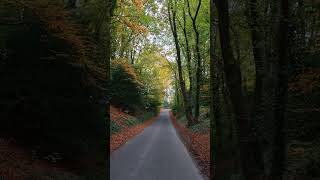 Forest road autumncolors dorset [upl. by Ayimat]