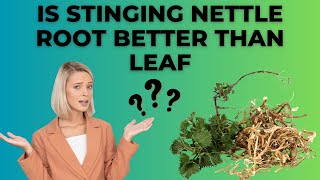 Is Stinging Nettle Root Better Than Leaf [upl. by Ddej]