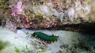 Peacock Mantis Shrimp © Laurynn Evans [upl. by Nohpets]