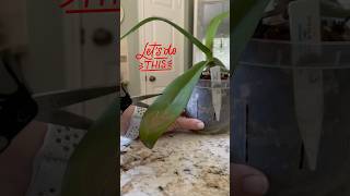 Phalaenopsis Orchid Bacterial Leaf Rot Cure🤞shorts phalaenopsis bacterialdisease orchids [upl. by Breban]