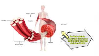 Defisiensi Adenosin Monofosfat Deaminase ADA [upl. by Nylssej]