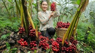 Harvesting Cardamom Garden Goes to the market sell  Cooking  Nguyễn Thị Diễm [upl. by Aslam]