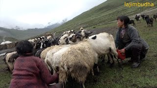 milking in the sheep farm  Nepal  dolpa  lajimbudha [upl. by Nahgem]