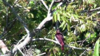 Pompadour Cotinga [upl. by Homerus]