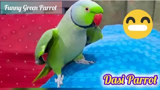 funny 😂🤣 Talking Parrots SpeakingWith Each Other  So Cute And Funny Green ParrotsParrotMedia [upl. by Tolecnal]