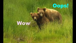 Bear Cub is mating for first time It Is So Romantic  Wild Alaska Brown Bears At Brooks River [upl. by Esilana715]