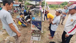 BURUNG ENDEMIK JAWA INI TAK TERBANTAH KAN KUALITAS NYA [upl. by Harwin]