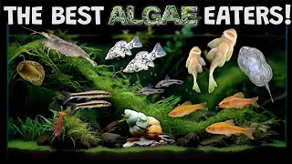 The Best Algae Eaters For Your Aquarium Fish Tank The Good The Bad and The Useless [upl. by Fusco379]